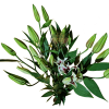 AMARATUS 10 Lirio