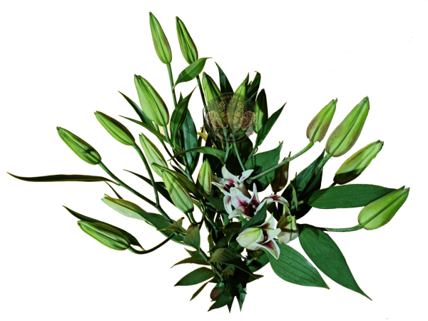 AMARATUS 10 Lirio