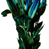 AMARATUS Lirio