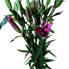 AMARATUS 11 Lirio
