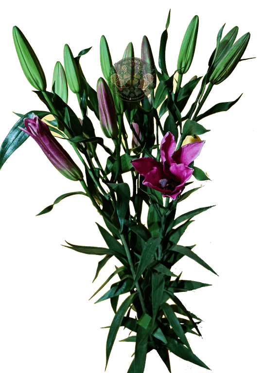 AMARATUS 11 Lirio