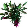 AMARATUS 12 Lirio