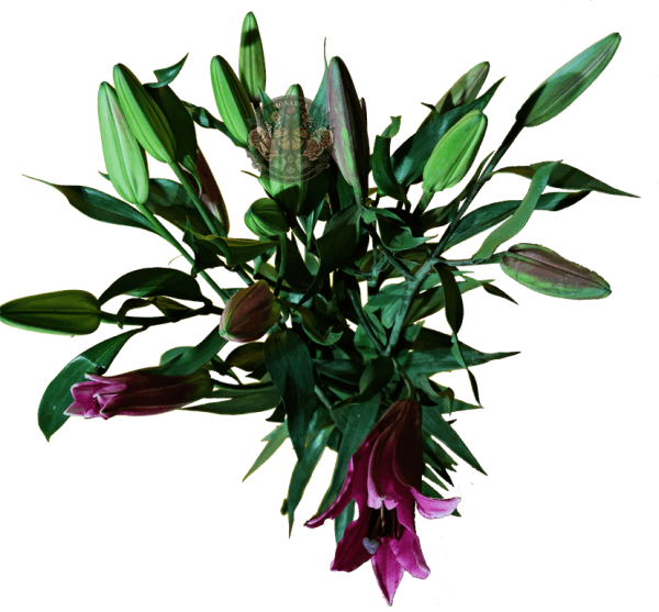 AMARATUS 12 Lirio