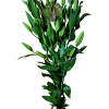 AMARATUS 13 Lirio