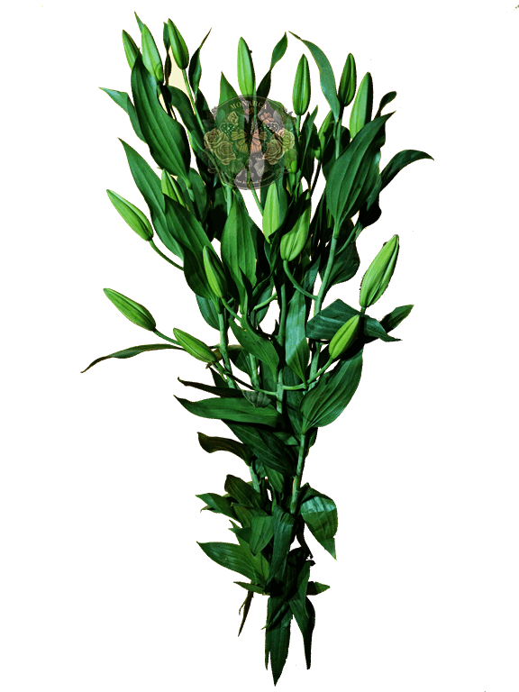 AMARATUS 13 Lirio