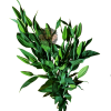 AMARATUS 14 Lirio