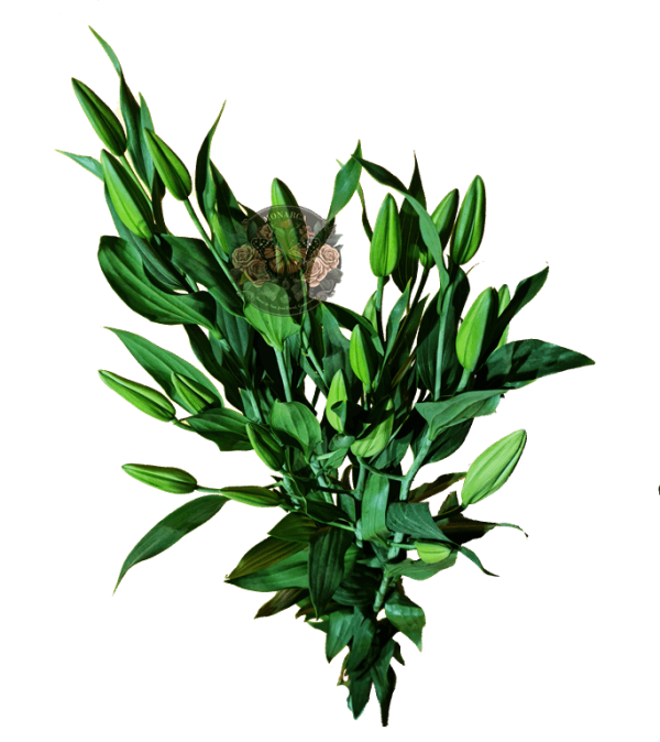 AMARATUS 14 Lirio