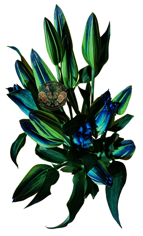 AMARATUS 2 Lirio