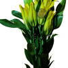 AMARATUS 3 Lirio