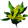 AMARATUS 4 Lirio