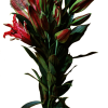 AMARATUS 5 Lirio