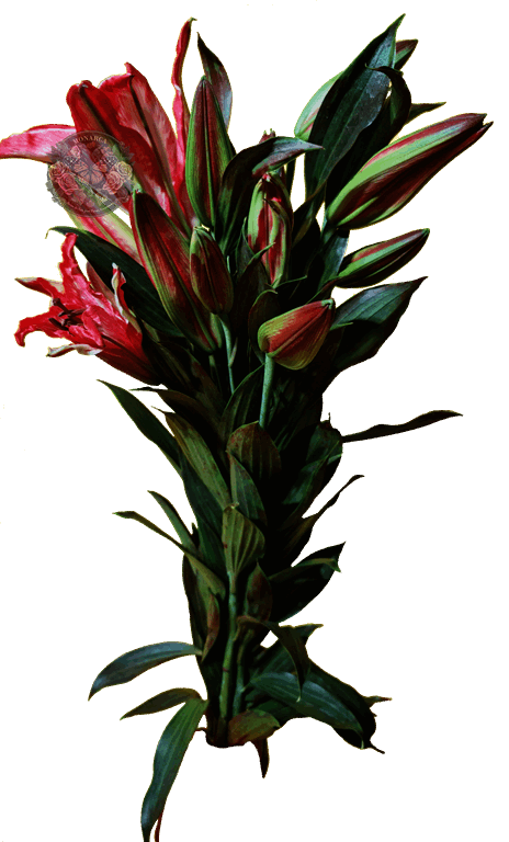 AMARATUS 5 Lirio