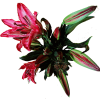 AMARATUS 6 Lirio