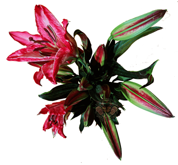 AMARATUS 6 Lirio