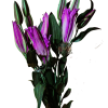 AMARATUS 7 Lirio
