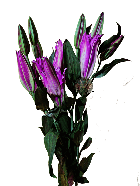AMARATUS 7 Lirio