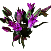 AMARATUS 8 Lirio