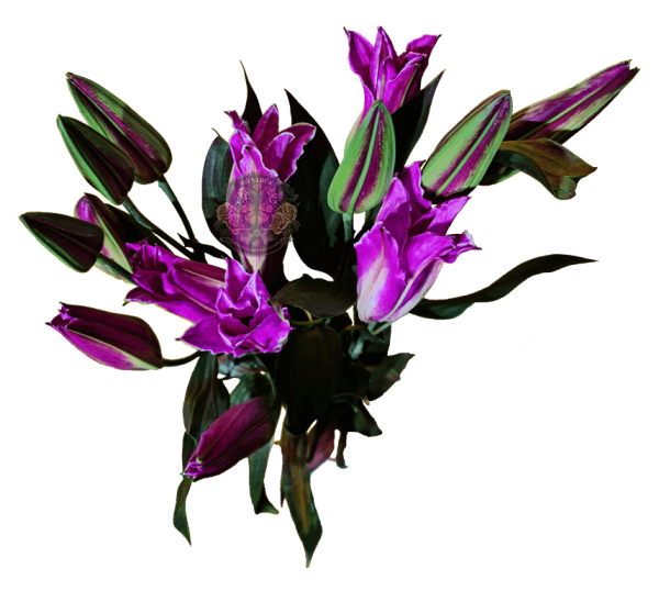 AMARATUS 8 Lirio