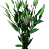 AMARATUS 9 Lirio