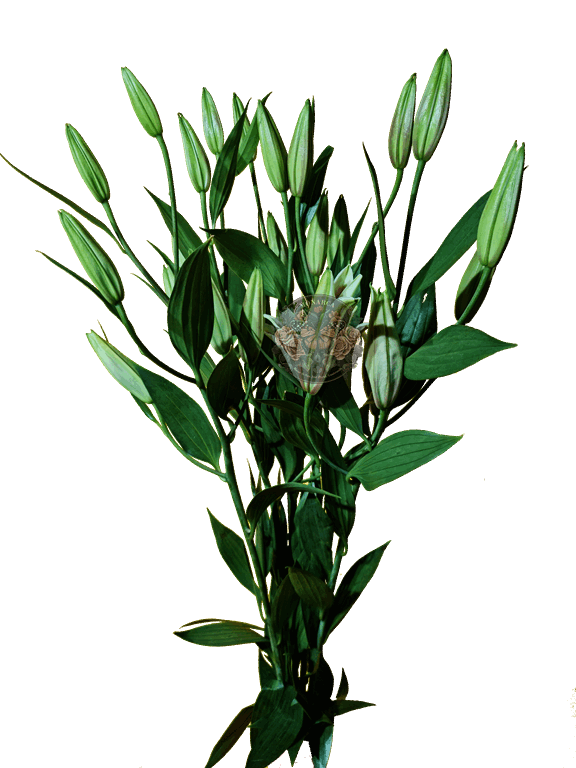AMARATUS 9 Lirio