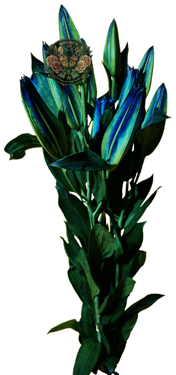AMARATUS Lirio