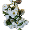 ASTER Aster