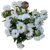 ASTER 2 Aster