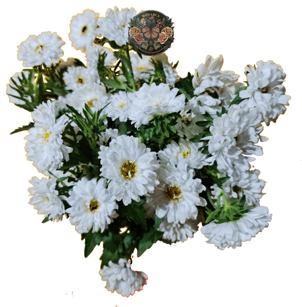 ASTER 2 Aster