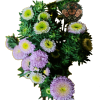 ASTER 3 Aster