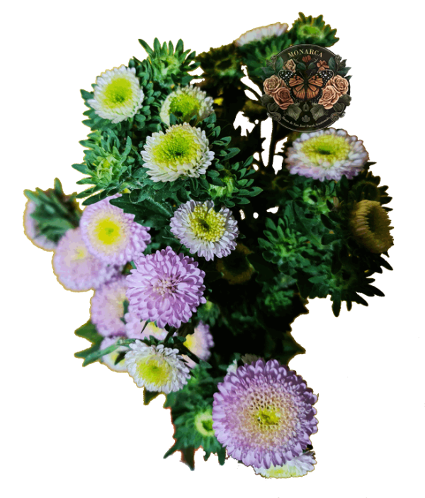 ASTER 3 Aster