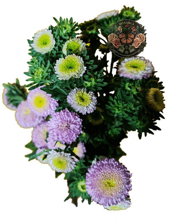 ASTER 3 Aster