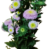 ASTER 4 Aster