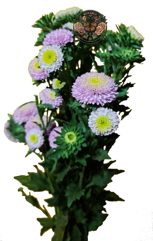 ASTER 4 Aster