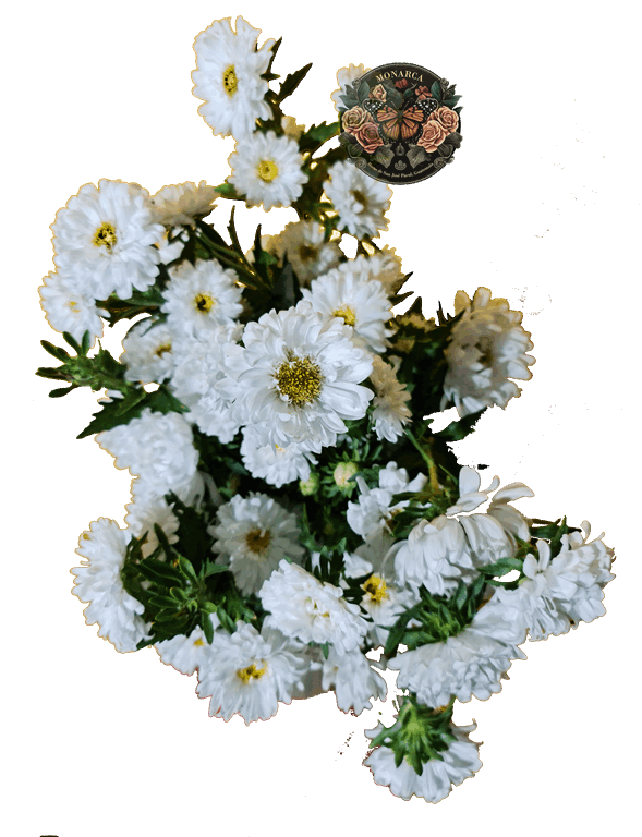 ASTER Aster
