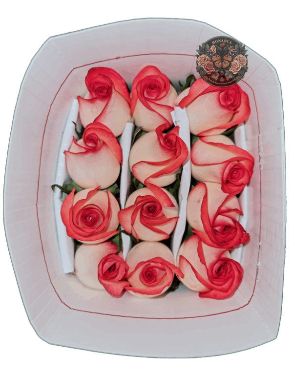 BLUSH ROSA Brush