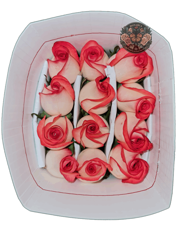 BLUSH ROSA Brush