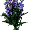 CAMPANUBLAN Campanublan