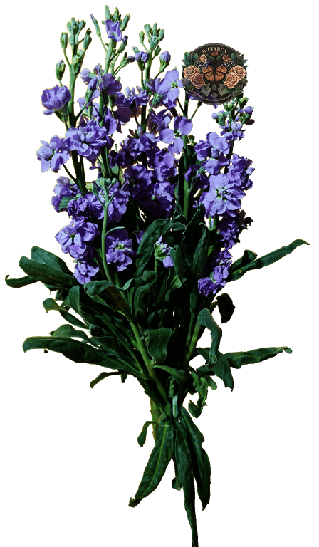 CAMPANUBLAN Campanublan