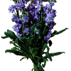 CAMPANUBLAN 2 Campanublan