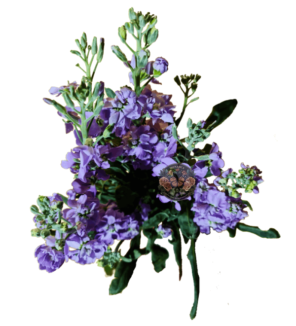 CAMPANUBLAN 3 Campanublan