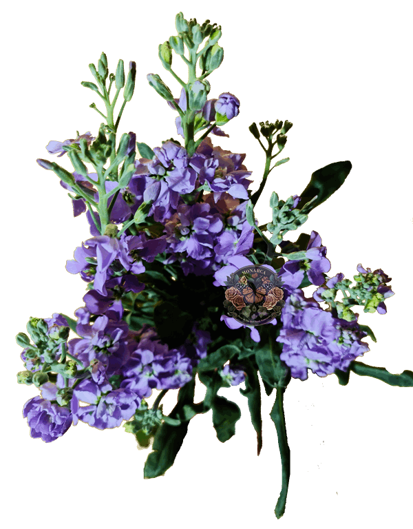 CAMPANUBLAN 3 Campanublan