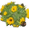 GIRASOLES Girasoles