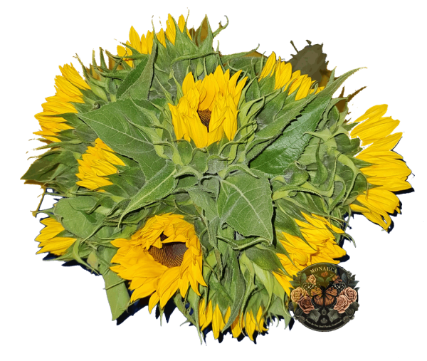 GIRASOLES Girasoles