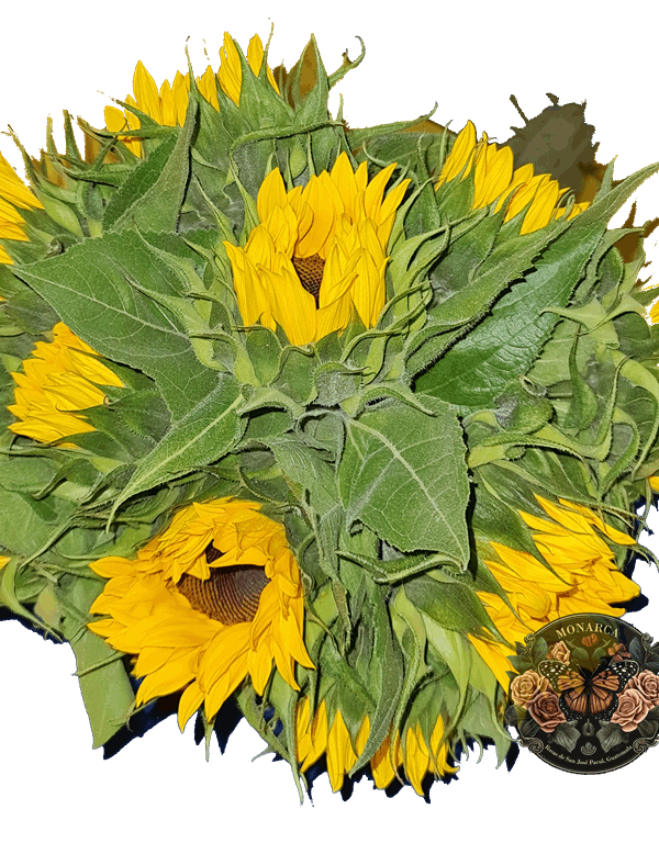 GIRASOLES Girasoles