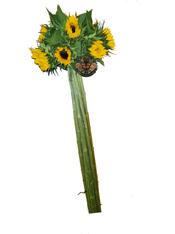 GIRASOLES2 Girasoles