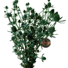 HERIGION Erigeron