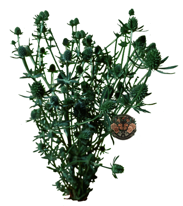 HERIGION Erigeron