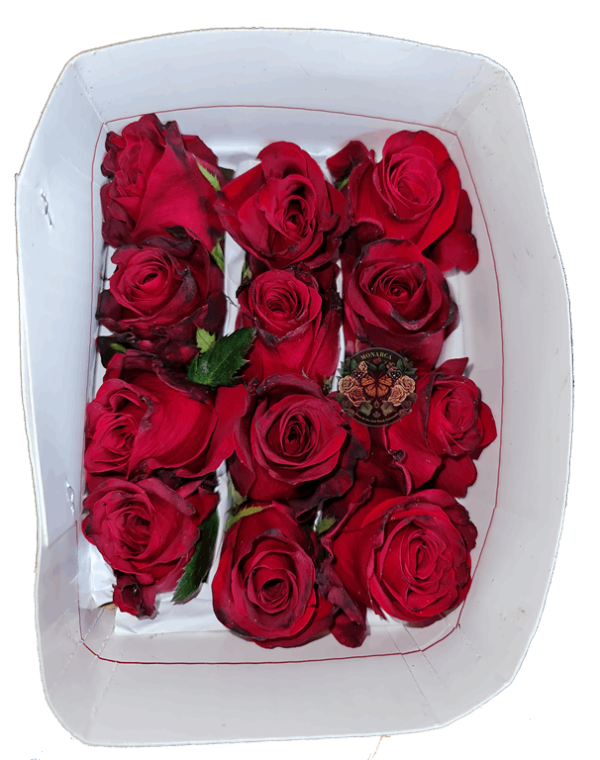 HIGHPIRE ROSA High and Pire