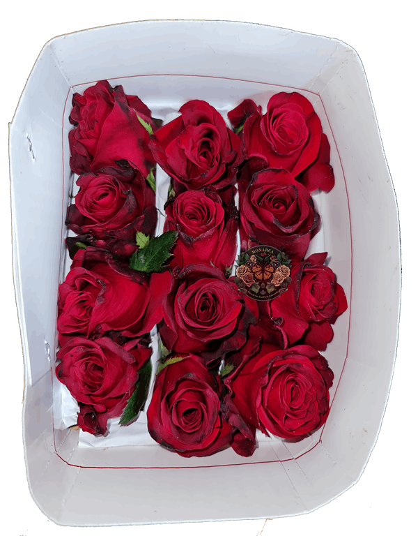 HIGHPIRE ROSA High and Pire