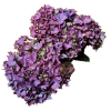 Hortensia